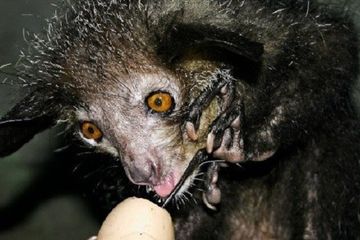 Aye-aye
