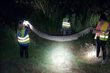 Ular Piton Sepanjang Enam Meter Ini Menjadi Buronan di Polandia
