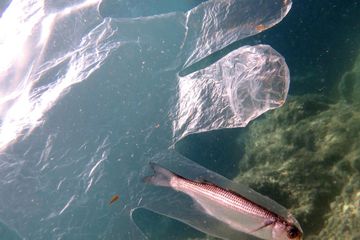 Ikan ini tewas setelah terjebak dalam sarung tangan plastik. 