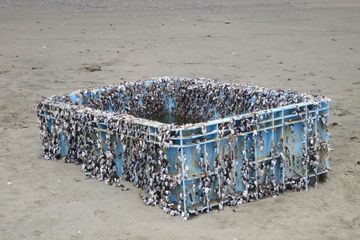 Remis menempel di wadah plastik yang mengambang di laut selama bertahun-tahun.