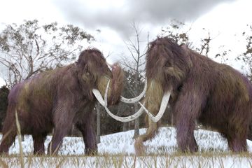 Ilustrasi mammoth
