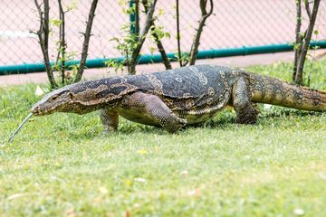 Biawak air asia dapat tumbuh hingga panjang 3 meter.