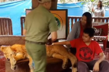 Demi Sebuah Foto, Hewan Buas di Taman Safari Diduga Dibius, Benarkah?
