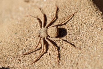 Laba-laba pasir bermata enam yang beracun dicuri dari insektarium.