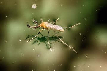 Nyamuk yang menelan mikroplastik dalam air bisa membawanya ke rantai makanan.