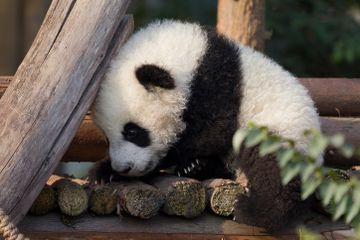 Dipisahkan Sejak Lahir, Panda Ini Tidak Tahu Bila Anaknya Kembar