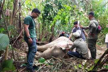 Gajah Terjerat Perangkap, Perawatannya Terkendala Medan yang Sulit