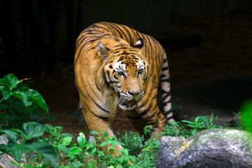 Kabar Baik, Populasi Harimau Meningkat Dua Kali Lipat di Nepal
