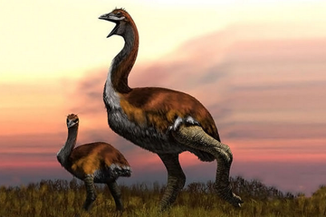 Ilustrasi burung gajah.