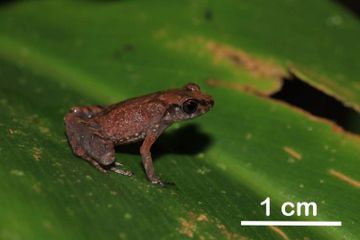 Katak Jangkrik dari Borneo (Leptorachella bondangensis).
