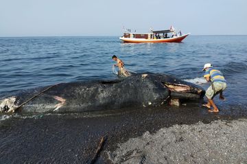 Paus Sperma Jantan terdampar