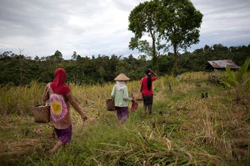 Masyarakat dan harimau sama-sama membutuhkan hutan.