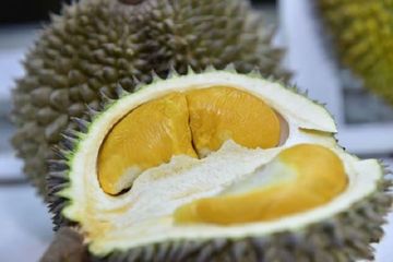 Museum Makanan Menjijikkan Dibuka di Swedia, Ada Durian, loh!