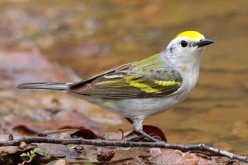 Penemuan Langka: Tiga Spesies dalam Satu Burung, Apa Penyebabnya?