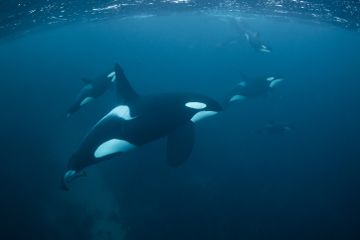 Paus Orca
