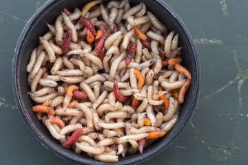 Round box filled with maggots worms  as lure bait before fishing