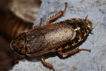 Nauphoeta cinerea
