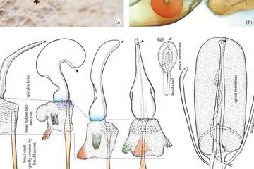 Unik, Serangga Betina Ini Memiliki Penis, Bagaimana Evolusinya?