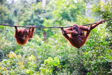 Cara Ilmuwan Selamatkan Orangutan dengan Teknologi Kamera Canggih