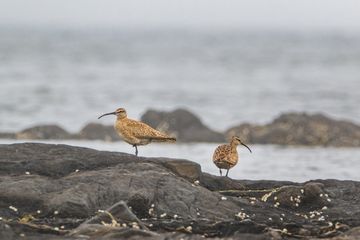 Burung whimbrels