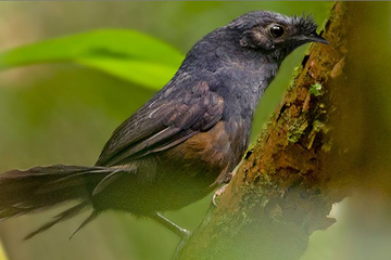 Peneliti Temukan Burung Paling Langka di Dunia, Seperti Apa?