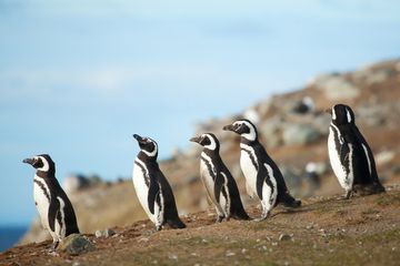 Ribuan Penguin Terdampar dan Tak Bisa Kembali ke Habitatnya, Mengapa?