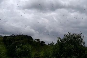 Ratusan Laba-laba Menghujani Wilayah Brasil, Apa Penyebabnya?