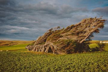 Slope Point, Tempat Pohon-pohon Tumbuh dengan Miring