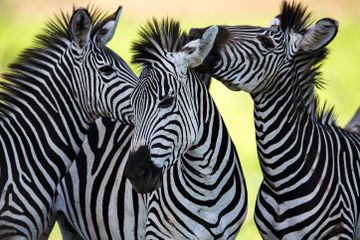 Foto sekumpulan zebra sedang bermain di rerumputan