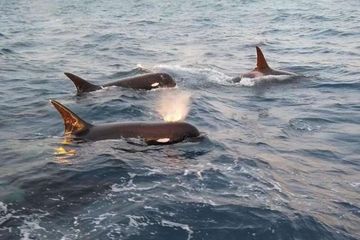 Orca Tipe D, Hewan Langka yang Diduga Spesies Paus Pembunuh Baru