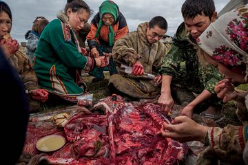 Daging rusa kutub kaya akan mikronutrisi, mineral, dan vitamin, dan menjadi makanan pokok orang Nenet. Ketika mereka menyembelih seekor binatang, mereka memakan dagingnya mentah-mentah, selagi masih hangat. Namun, selama penyebaran wabah anthrax di selatan Yamal pada 2016, mereka menghentikan prakti