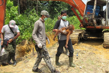 Pertiwi dibawa dari perkebunan sawit milik warga untuk dilakukan pemeriksaan.