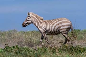 Zebra “Pirang” yang Langka Tertangkap Kamera di Alam Liar Afrika