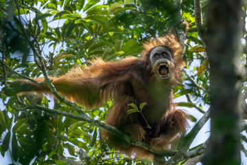 Orangutan Tapanuli tertangkap kamera di habitatnya di Sumatra. Orangutan merupakan salah satu spesies terancam punah karena habitatnya rusak akibat deforestasi. 