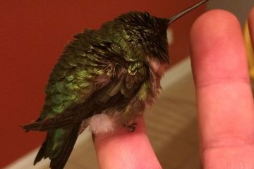 Hummingbird yang kembali setiap tahun setelah disembuhkan. 