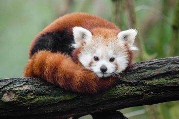 Panda merah