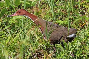 White throated rail.