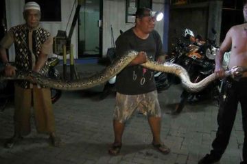 Ular Piton yang ditemukan warga di Bekasi (Warta Kota/Muhammad Azzam)