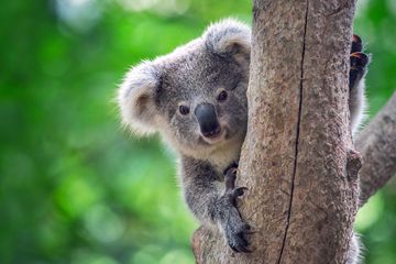 Populasinya Menurun, Australia Sediakan 'Rest Area' Khusus Koala