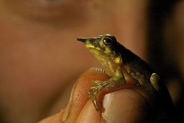 Katak Berhidung Panjang Seperti Pinokio Ditemukan di Perbatasan Indonesia-Papua Nugini