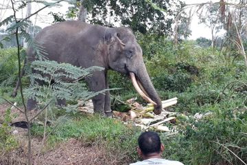 Masuk ke Perkebunan Sawit Milik Warga, Kawanan Gajah di Riau Alami Dehidrasi
