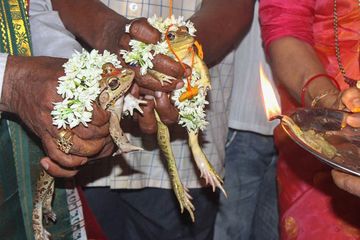 India Alami Panas Ekstrem, Warga Lakukan Ritual Mengawinkan Kodok untuk Meminta Hujan
