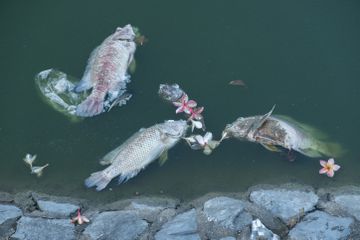 Kadar Oksigen di Laut Menurun Akibat Perubahan Iklim, Ikan Terancam Punah