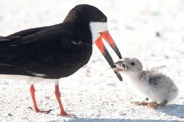 Polusi Sampah, Foto Ini Tunjukkan Induk Burung Beri Makan Anaknya Puntung Rokok