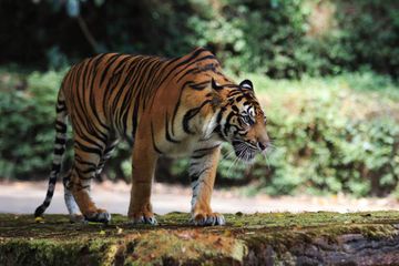 Ancam Konservasi Harimau, Proyek Uranium di India Menuai Banyak Protes
