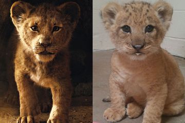 Bahati dan Simba The Lion King