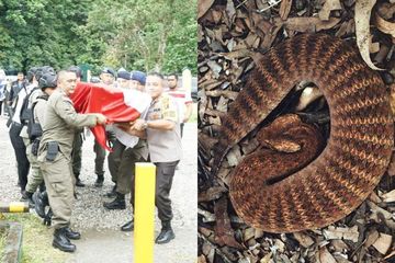 Idishdagi mushuk pompalayapti