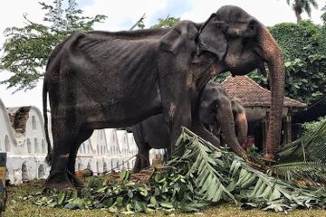 Gajah Tikiiri yang memiliki tubuh sangat kurus. 
