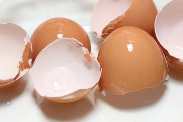 Stop Jangan Dibuang Dulu! Penelitian Menunjukkan Cangkang Telur Ternyata Punya Manfaat Magis Ini untuk Tubuh! Intip Faktanya