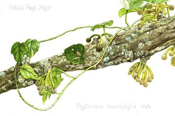 Kelindan Seni dan Sains dalam Mukjizat Kebinekaan Flora Indonesia